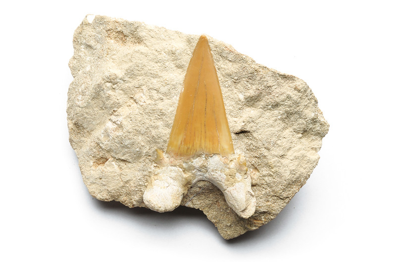 Fossile