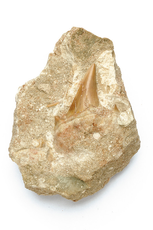 Fossile