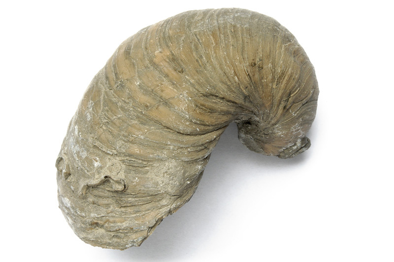 Fossile