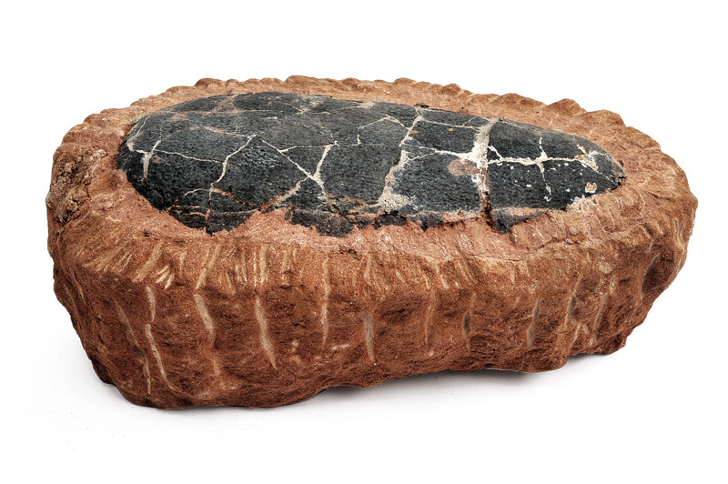 Raro uovo fossilizzato