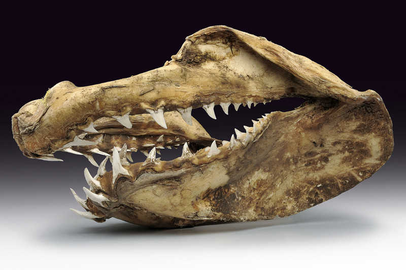 Grande mascella di squalo Mako (Isurus oxyrinchus)