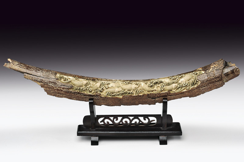 Bellissima sezione di zanna fossile di Mammut