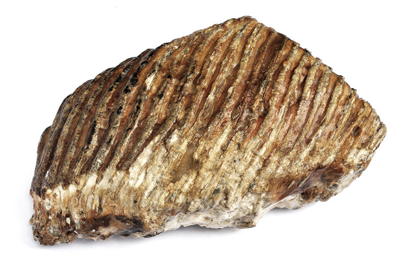 Dente fossile di Mammut 