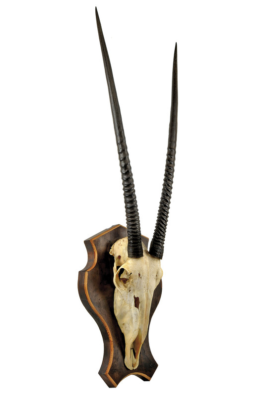 Bella difesa di Orice (Oryx Gazella)