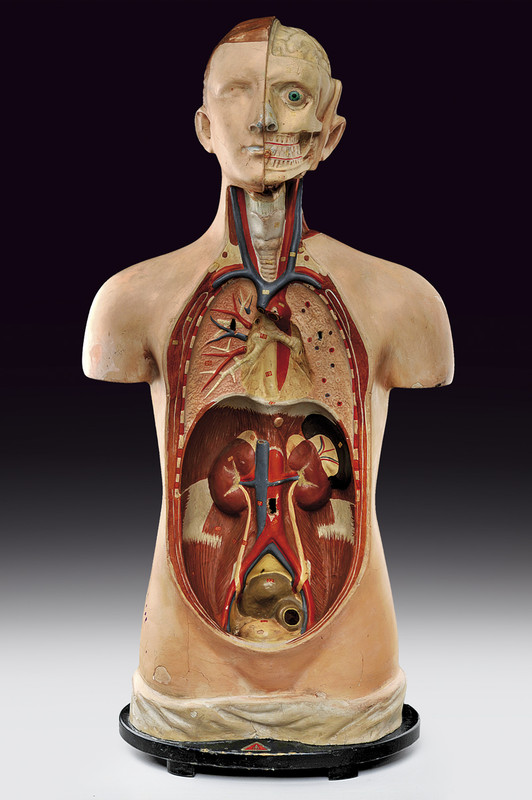 Raro modello anatomico